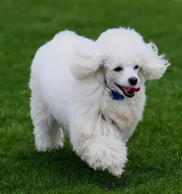 泰迪毛发变白是什么原因泰迪犬毛发变白怎么办