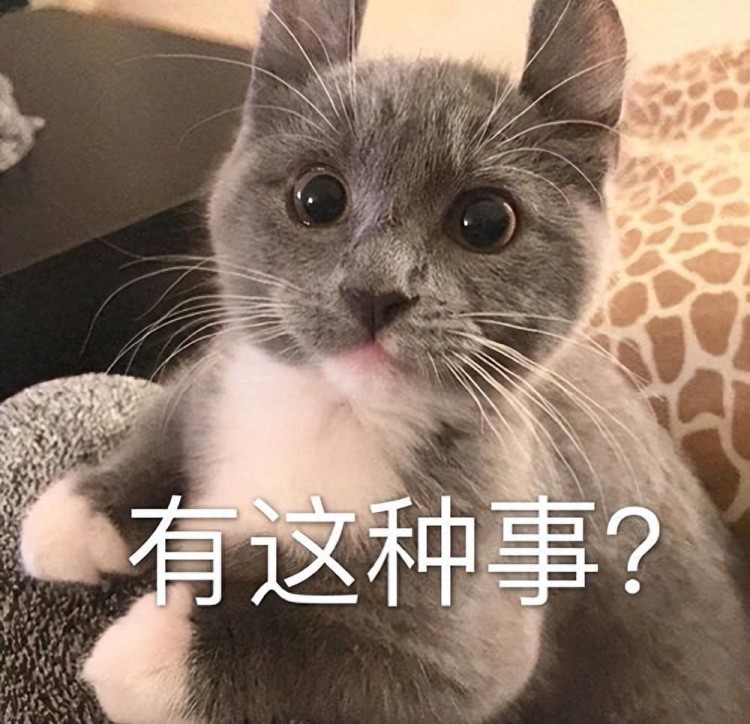 猫咪有这些表现说明智商很低但愿你家猫没有