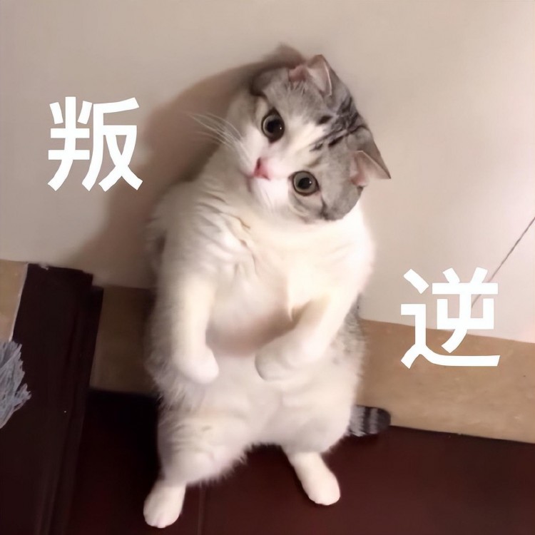 宠物专家表示：猫养久了可以听懂人话！