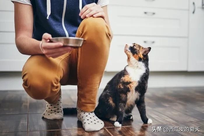 宠物专家表示：猫养久了可以听懂人话！