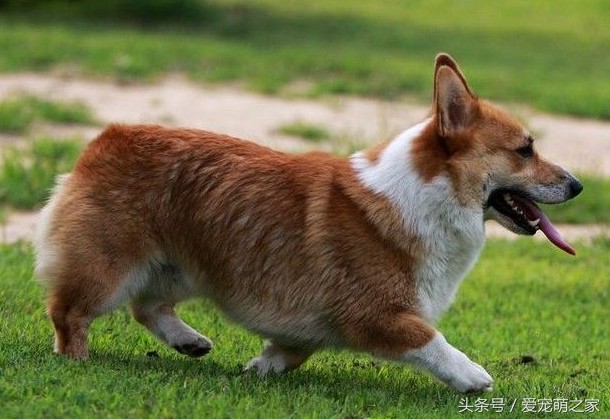 盘点十大小型犬选秀-最可爱的是它