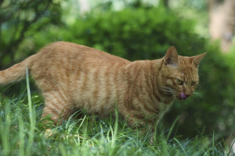 中华田园猫的六大品种你知道吗