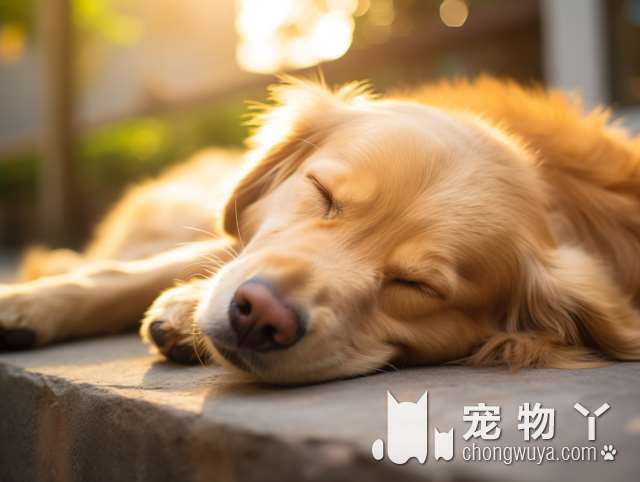 牧羊犬与边牧的不同