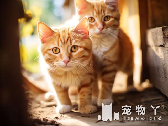 DALI PETS：专业宠物服务，值得冲吗？