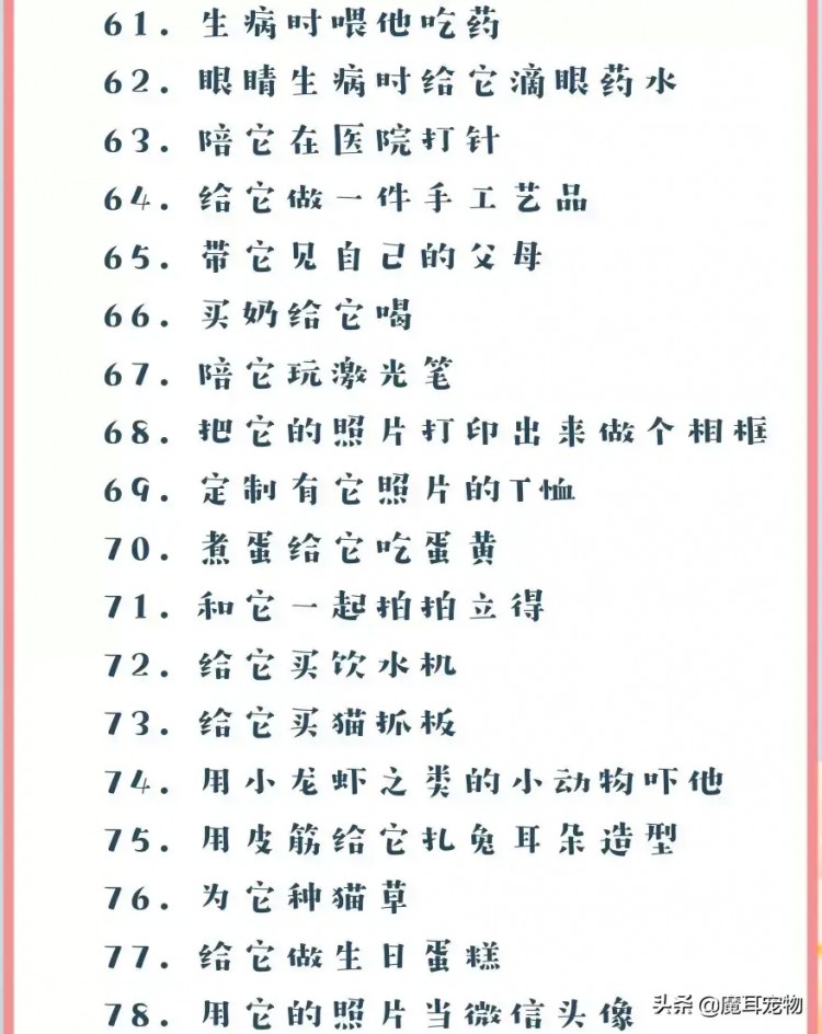 从宠物出生开始我们能为它们做的100件小事